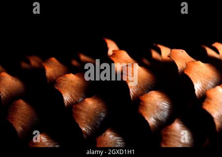 Primo piano di un cono di abete rosso maturo femmina aperto Foto Stock