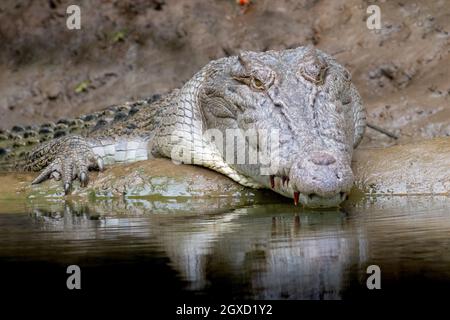 Primo piano di un grande coccodrillo di acqua salata (Crocodylus porosus) sulla riva del fiume Daintree, Queensland, Australia. Foto Stock