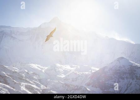 Uccelli selvatici che si innalzano su vette rocciose innevate della catena montuosa dell'Himalaya illuminata dal sole in Nepal Foto Stock