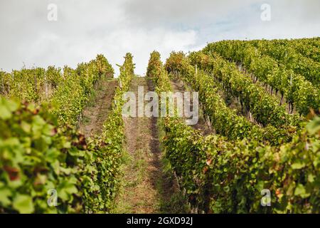 REMICH, LUSSEMBURGO-OTTOBRE 2021: Rapporto alla raccolta stagionale di uve Müller-thurgau nei vigneti Foto Stock