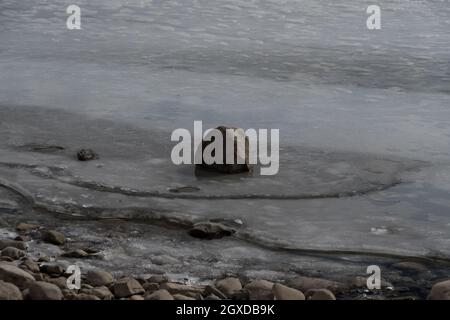 Roccia in lago ghiacciato Foto Stock