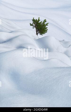 Conifere solitarie con aghi che crescono su rami tra nevicate nella natura invernale innevata Foto Stock