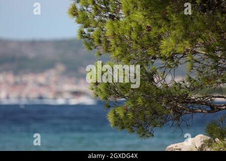 Pino verde sullo sfondo della costa adriatica. Foto Stock