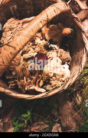 Da sopra di funghi selvatici tra cui Ramaria corallo funghi in cesta di vimini in boschi Foto Stock