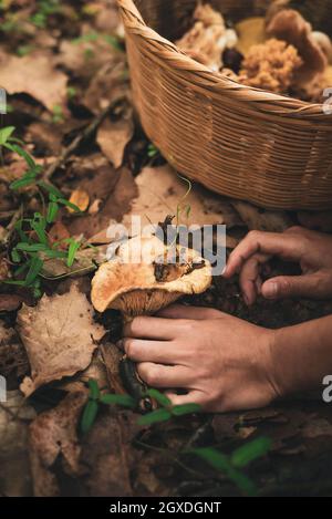 Croppata irriconoscibile femmina che raccoglie commestibile fungo di latte di zafferano selvatico da terra coperto con foglie secche caduti e che mette in cestino di vimini Foto Stock