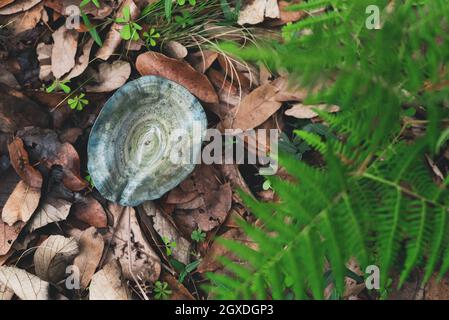 Alto angolo di indaco tappo di latte fungo commestibile che cresce su terreno coperto di foglie secche nella foresta autunnale Foto Stock