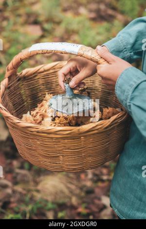 Cropped anonimo femmina che raccoglie il fungo selvatico commestibile del cappuccio del latte dell'indaco e mette nel cestino del vimini Foto Stock