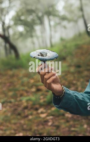 Raccolto irriconoscibile femmina che mostra selvaggio commestibile Lactarius indaco fungo con cappuccio blu in legno Foto Stock