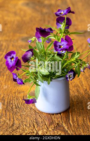 fiori di pansy in un vaso su legno Foto Stock