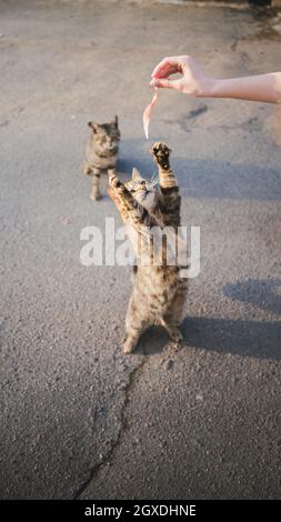 Alto angolo di raccolto anonima femmina che alimenta gatto affamato in piedi su zampe posteriori su strada asfaltata Foto Stock