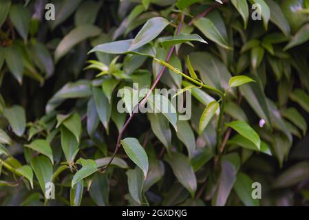 Siepe di foglie di Guaco o erbacce di strega (Mikania glomerata Spreng). Pianta medicinale usata contro influenza, raucedine, infezione della gola, tosse, bronchite. N Foto Stock