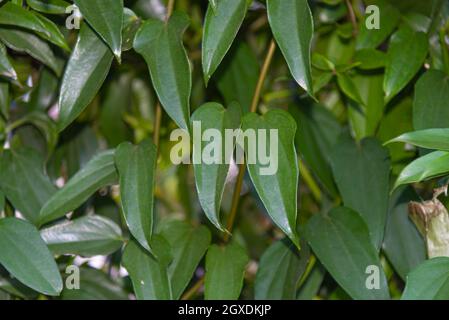 Siepe di foglie di Guaco o erbacce di strega (Mikania glomerata Spreng). Pianta medicinale usata contro influenza, raucedine, infezione della gola, tosse, bronchite. N Foto Stock