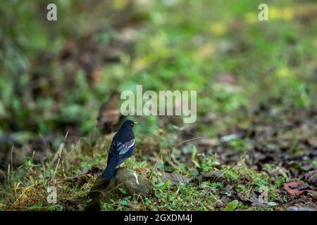 Black bird alato grigio o Turdus boulboul ritratto durante la migrazione invernale arroccato in sfondo verde naturale ai piedi di himalaya nella foresta Foto Stock