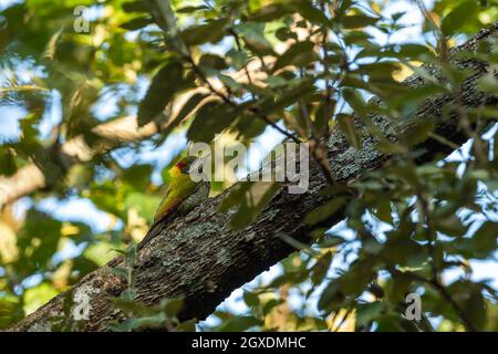 Minore yellownape o Picus chlorophus un uccello del picchio ai piedi di himalaya alla riserva della foresta uttarakhand india Foto Stock