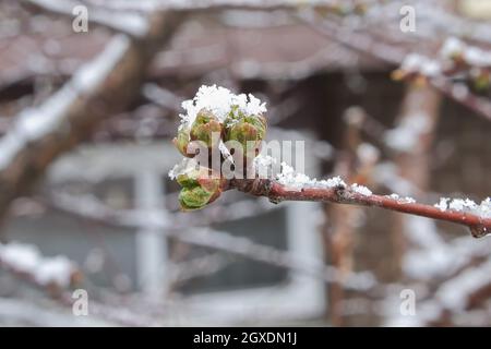 La neve copre le boccioli di ciliegia su un albero in primavera. Foto Stock