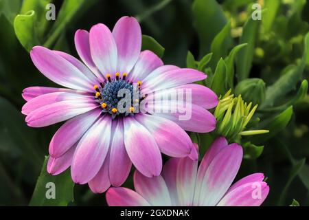 Primo piano di due margherite africane rosa e bianca. Foto Stock