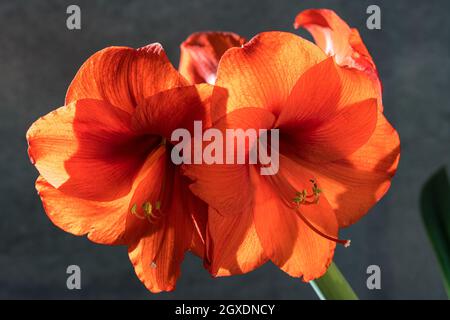 La natura morta di un'illuminazione rossa retroilluminata di fronte a uno sfondo grigio Foto Stock