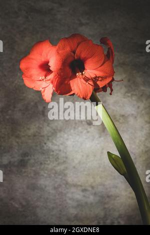 La natura morta di un'amarilla rossa di fronte ad uno sfondo grigio Foto Stock