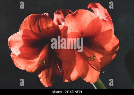 La natura morta di un'illuminazione rossa retroilluminata di fronte a uno sfondo grigio Foto Stock