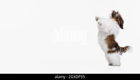 Piccolo cucciolo, carino bianco marrone Shih Tzu cane si erge sulle sue gambe posteriori isolato su sfondo bianco studio. Foto Stock