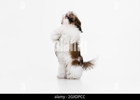 Piccolo cucciolo, carino bianco marrone Shih Tzu cane si erge sulle sue gambe posteriori isolato su sfondo bianco studio. Foto Stock