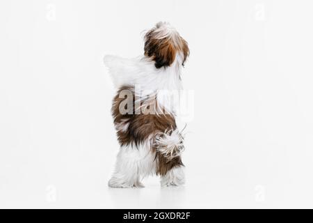 Vista posteriore di piccolo cucciolo, carino bianco marrone Shih Tzu cane si erge sulle sue zampe posteriori isolato su sfondo bianco studio. Foto Stock