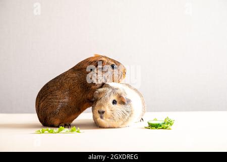 Bella porcellino d'India fissando a macchina fotografica e in posa. Porcellino d'India domestico Foto Stock