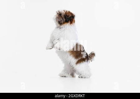 Piccolo cucciolo, carino bianco marrone Shih Tzu cane si erge sulle sue gambe posteriori isolato su sfondo bianco studio. Foto Stock