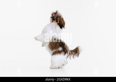 Vista laterale di piccolo cucciolo, carino bianco marrone Shih Tzu cane si erge sulle sue gambe posteriori isolato su sfondo bianco studio. Foto Stock