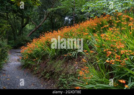 Una spettacolare colonia di Crocosmia aurea Montbretia che cresce su un pendio nel giardino subtropicale Trebah in Cornovaglia. Foto Stock