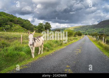 Adorabile asino sul lato della strada di campagna e guardando la macchina fotografica in Molls Gap, MacGillycuddys Reeks montagne, Ring of Kerry, Irlanda Foto Stock