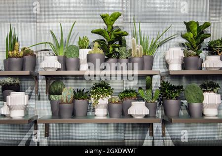Succulenti assortiti che crescono in vasi di fiori grigi monocromatici di forme e dimensioni diverse visualizzati su ripiani di fronte a piastrelle testurizzate Foto Stock
