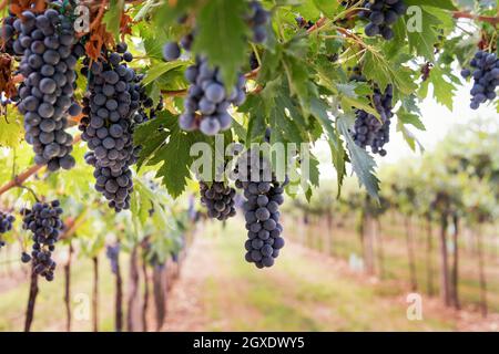 Grappoli di uve nere mature appese alla vite in un vigneto su una cantina pronta per la raccolta in un concetto di viticoltura e produzione di vino Foto Stock