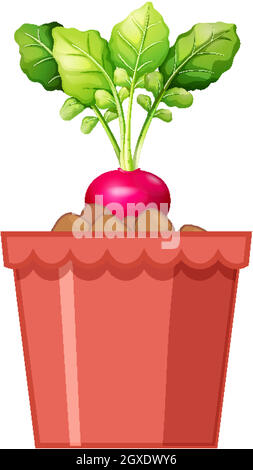 Rafano rosso fresco con foglie in vaso rosso isolato su sfondo bianco Illustrazione Vettoriale