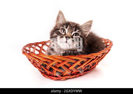 Poco carino gattino nel cesto in vimini su sfondo bianco Foto Stock