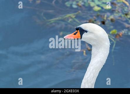 Ritratto di un cigno che nuota sul Danubio Foto Stock