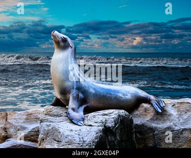 Leone marino di foca su una roccia nelle scogliere Foto Stock