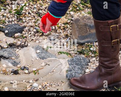 Mano e gamba inferiore con stivali marroni di una persona irriconoscibile sulla spiaggia del Norse mentre raccogliendo cozze a bassa marea in autunno. Foto Stock