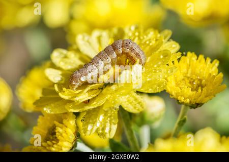 Caterpillar su un bel crisantemo giallo. Foto Stock