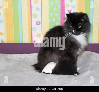 piccolo criceto bianco è amico con gatto nero. criceto piccolo nascosto in capelli spessi di gatto. Amici gatto e criceto. Amicizia di animali domestici. Animali domestici. Prosciutti Foto Stock