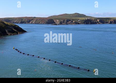 Ramsey Sound e Ramsey Island da National Park Coast Path a Carn ar Wig, St Davids, Pembrokeshire, Galles, Regno Unito, Regno Unito, Europa Foto Stock