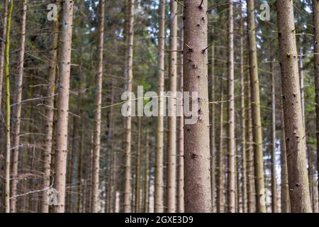 Un boschetto di pini piantati in una linea retta, foresta natura paesaggio sfondo lungo e alto tronchi closeup Foto Stock