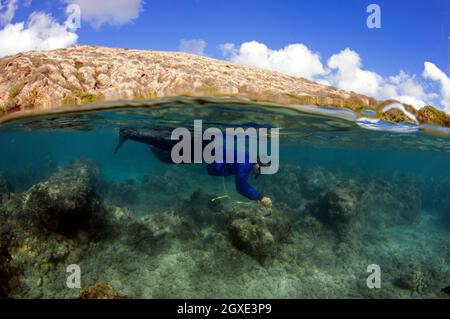 Il ricercatore misura la crescita del corallo e il pesce di indagine in Hanauma Bay, Oahu, Hawaii, USA Foto Stock