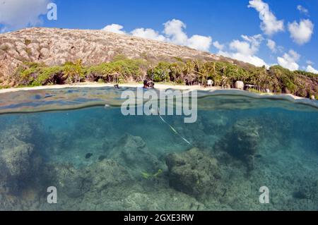 Il ricercatore misura la crescita del corallo e il pesce di indagine in Hanauma Bay, Oahu, Hawaii, USA Foto Stock
