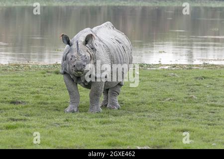 Rinoceronte indiano (Rhinoceros unicornis) guardando in macchina fotografica. Kaziranga National Park, Assam, India, Asia Foto Stock