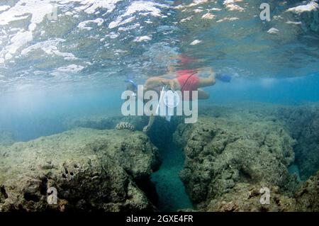 Il ricercatore misura la crescita del corallo e il pesce di indagine in Hanauma Bay, Oahu, Hawaii, USA Foto Stock
