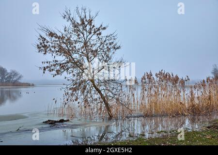 Misty mattina d'inverno sul lago Tisza, ghiaccio sulla riva Foto Stock