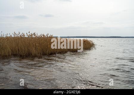 Addensamenti secchi di canne sul lago. Foto Stock