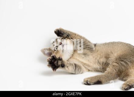 piccolo gattino la chinchilla scozzese giace su uno sfondo bianco, simpatico gioco di animali e il gatto è sdraiato sulla schiena Foto Stock