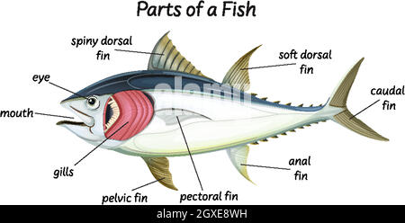 Scienza anatomia interna del pesce Illustrazione Vettoriale